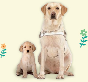 盲導犬ってなぁに?